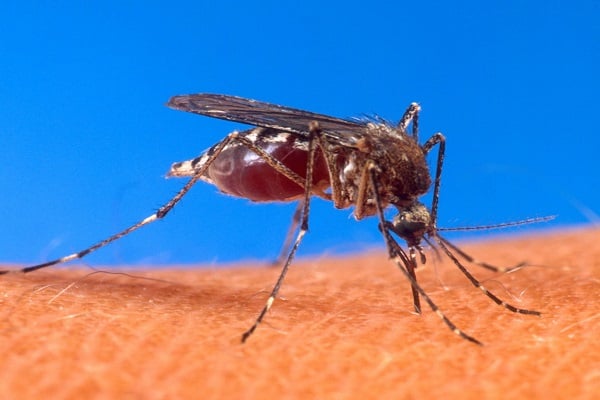 ডেঙ্গু ঝুঁকিতে রাজধানীর যেসব এলাকা