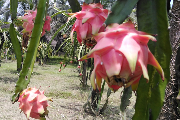ড্রাগন চাষে বরিশাল আঞ্চলিক কৃষি গবেষণা কেন্দ্রের সাফল্য


