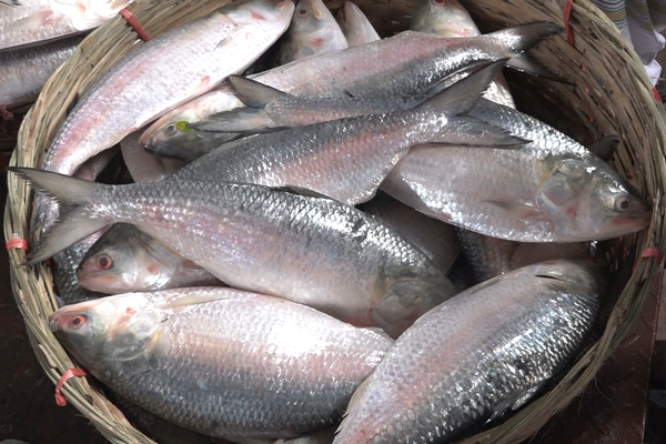 ভরা মৌসুমে নদ-নদীতে ইলিশের আকাল, দামও চড়া 