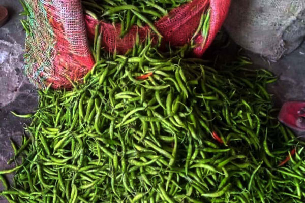 হিলিতে কাঁচা মরিচের দাম বেড়েছে
কেজিতে ২০ টাকা