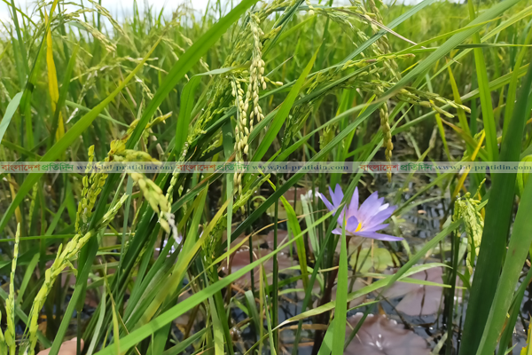 কুমিল্লার আউশের মাঠে খুশির ঝিলিক