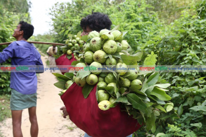 পটিয়া ও চন্দনাইশের পাহাড়ি অঞ্চলে পেয়ারার বাম্পার ফলন

