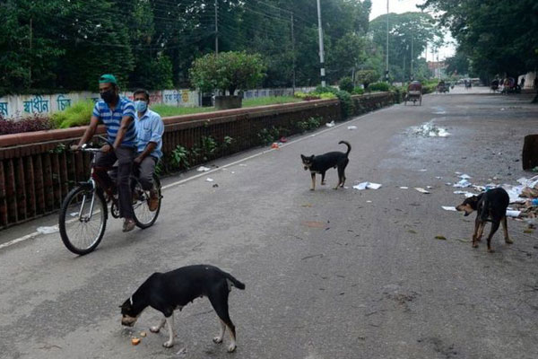 রাজধানী থেকে সরানো হবে হাজার হাজার কুকুর


