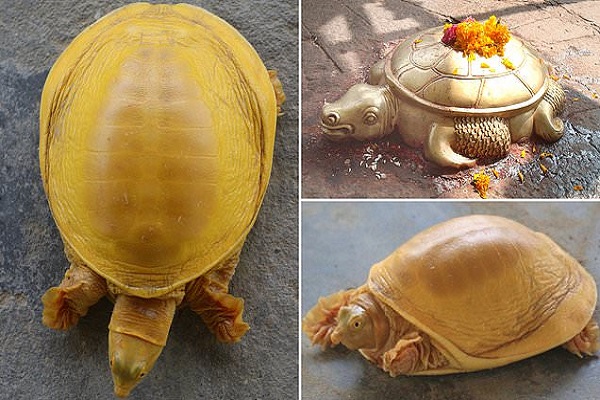 সোনালি রঙের কচ্ছপ উদ্ধার
