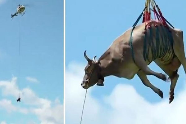 হেলিকপ্টার দিয়ে গরু উদ্ধার, ভিডিও ভাইরাল