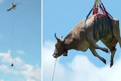 হেলিকপ্টার দিয়ে গরু উদ্ধার, ভিডিও ভাইরাল