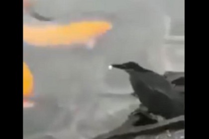 অবিশ্বাস্য, মাছ ধরতে টোপ ফেলছে পাখি (ভিডিও)