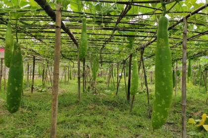 লাউয়ের মাচায় কৃষকের স্বপ্ন!