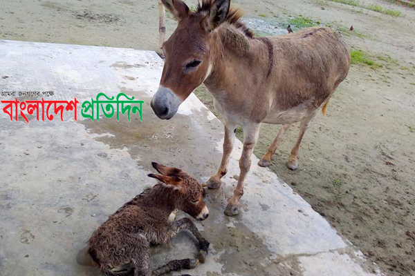 রাজশাহী চিড়িয়াখানায় গাধার 
ঘরে নতুন অতিথি
