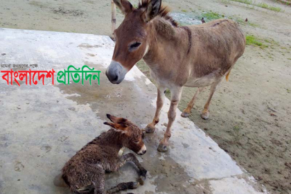 রাজশাহী চিড়িয়াখানায় গাধার 
ঘরে নতুন অতিথি
