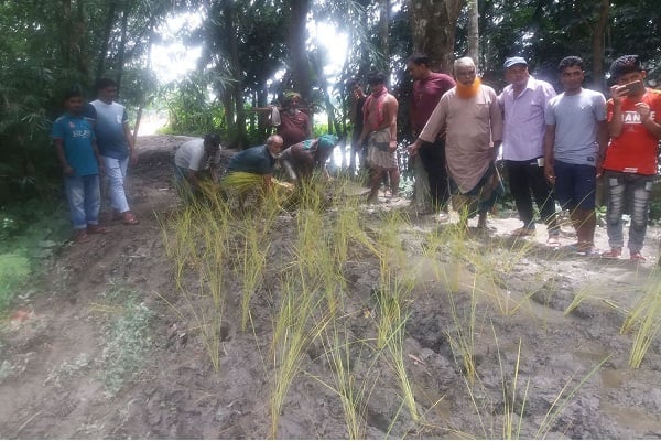 মাদারীপুরের কাঁচা সড়কে ধান লাগিয়ে স্থানীয়দের প্রতিবাদ