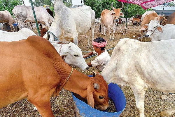 গরুর জন্য বাজেট কমাল ভারতের মধ্যপ্রদেশ

