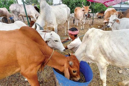 গরুর জন্য বাজেট কমাল ভারতের মধ্যপ্রদেশ


