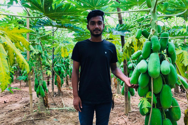 পেঁপে চাষে ভাগ্যবদল