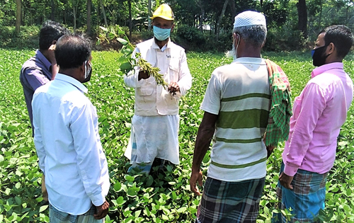 দক্ষিণ এশিয়ায় সর্বোচ্চ ফলনশীল সয়াবিনের নতুন জাত উদ্ভাবন