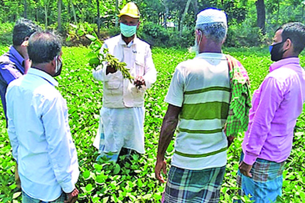 দক্ষিণ এশিয়ায় সর্বোচ্চ ফলনশীল সয়াবিন