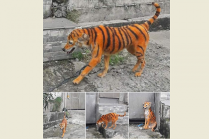 কুকুরের গায়ে বাঘের মতো রং, শাস্তির দাবি তুললেন পশুপ্রেমীরা
