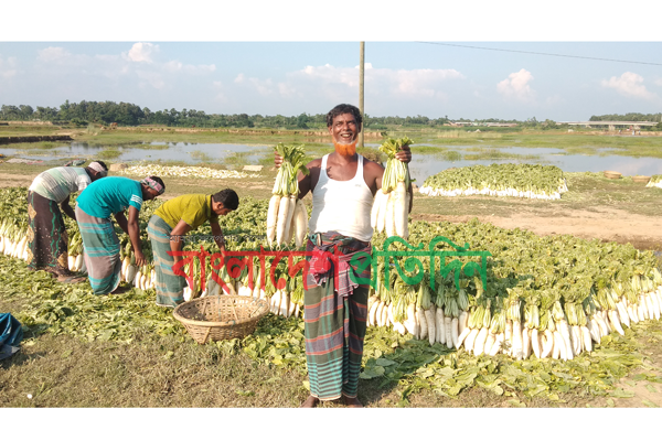 গোমতীর চরের কৃষকের মুখে মুলার শুভ্র হাসি