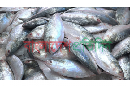 বরিশালে ইলিশের সয়লাব, দরপতনে লোকসানের মুখে ব্যবসায়ীরা