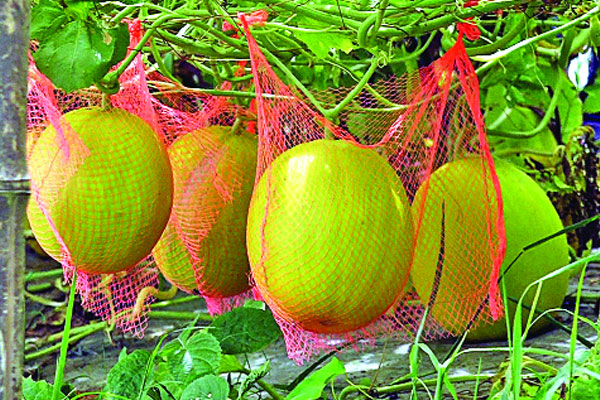 তরমুজ চাষে সাফল্য