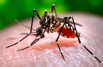 সারাদেশে ১০ ডেঙ্গু রোগী হাসপাতালে ভর্তি  