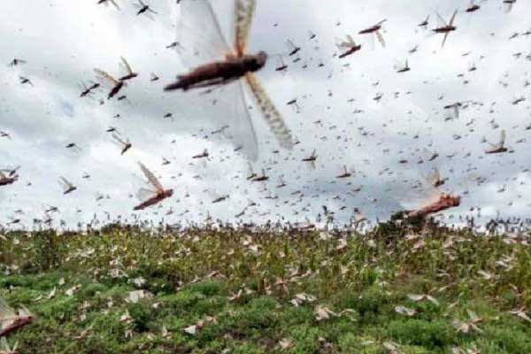 পঙ্গপাল নিধনের পদ্ধতি আবিষ্কার

