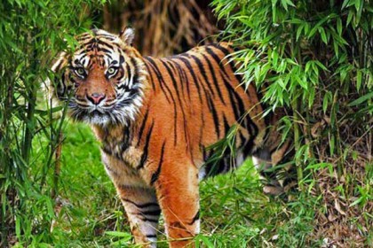 দুই দশকে দেশে ৩৮ বাঘের মৃত্যু : বনমন্ত্রী