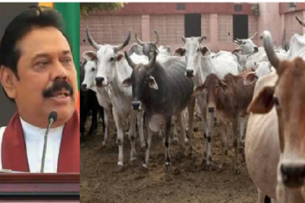 শ্রীলঙ্কায় বন্ধ হতে পারে গো-হত্যা, প্রস্তাব গ্রহণ ক্ষমতাসীন দলের