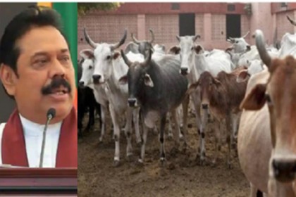 শ্রীলঙ্কায় বন্ধ হতে পারে গো-হত্যা, প্রস্তাব গ্রহণ ক্ষমতাসীন দলের