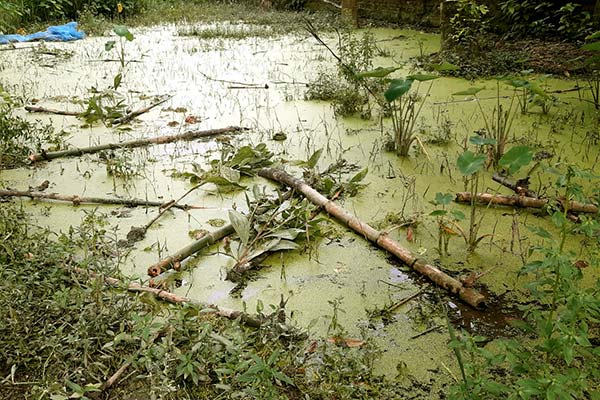 ধুনটে অবৈধভাবে বিদ্যালয়ের ৭০টি গাছের চারা কর্তন