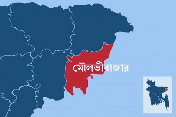 মৌলভীবাজারে গড়ে উঠছে দেশীয় প্রজাতির গরুর খামার