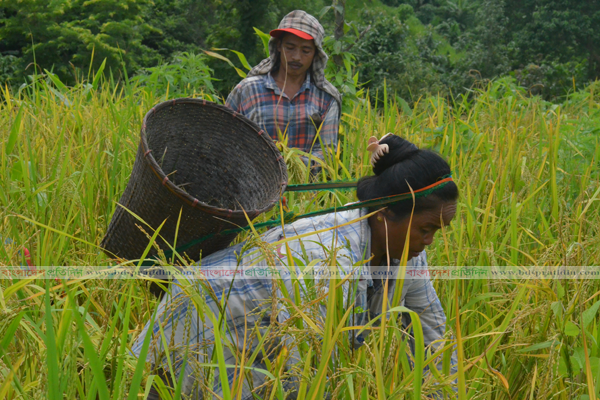 পার্বত্যাঞ্চলে জুমের বাম্পার ফলন