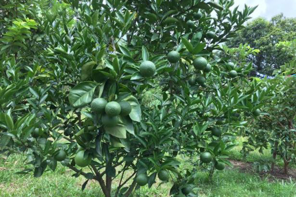 আখাউড়ায় বাণিজ্যিকভাবে চাষ হচ্ছে মাল্টা