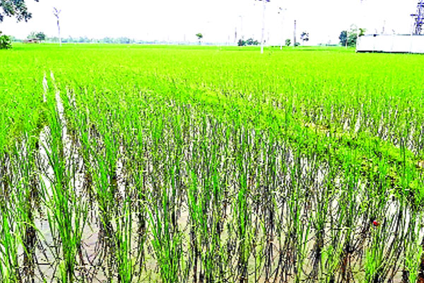 সবুজে ভরে গেছে আমন ধানের মাঠ