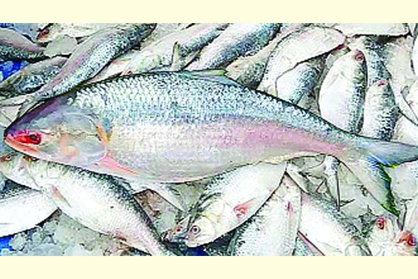 ১৪ অক্টোবর থেকে ২২ দিন ইলিশ ধরা বন্ধ