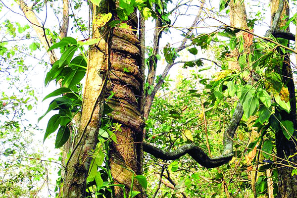 বিরলের দৃষ্টিনন্দন ধর্মপুর বনবিট