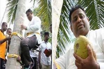 দেশে নারকেলের ঘাটতি, গাছে উঠে দেশবাসীর উদ্দেশ্যে বার্তা লঙ্কান মন্ত্রীর
