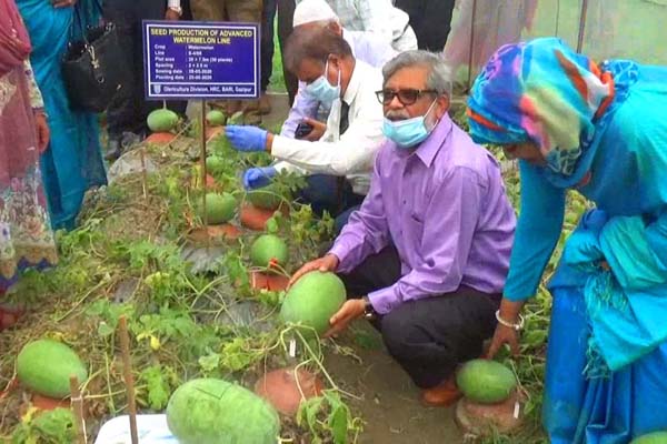 তরমুজের নতুন জাত উদ্ভাবন করেছে বারি