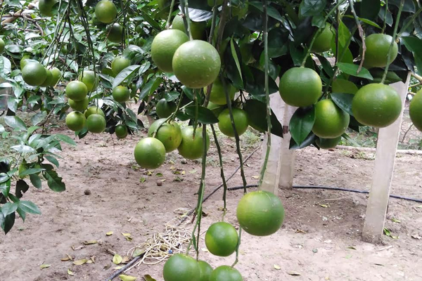 মাল্টা চাষে স্বাবলম্বী কৃষক শ্যামল  
