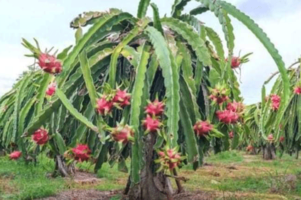 ড্রাগন চাষে সফল ঠাকুরগাঁওয়ের চাষিরা
