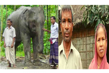 হাতি কিনে দিয়ে স্ত্রীর ইচ্ছা পূরণ করলেন স্বামী