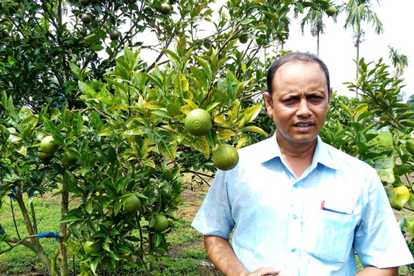 ঠাকুরগাঁওয়ে মাল্টা চাষে সফল চাষিরা 