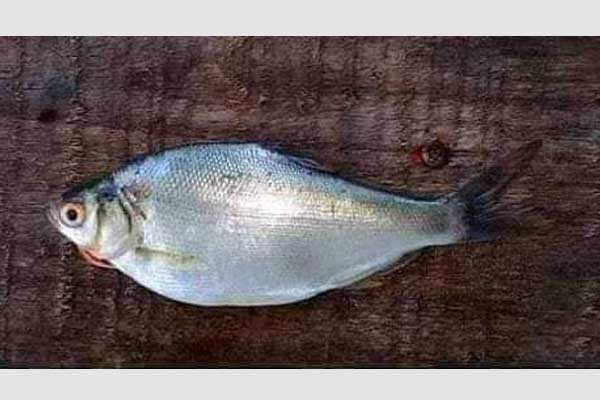 ঝিনাইদহে এবার মনিপুরি ইলিশ মাছের চাষ!