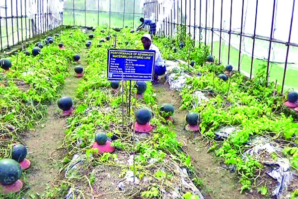 তরমুজের নতুন জাত উদ্ভাবন