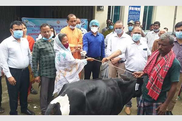 কালিয়াকৈরে ক্ষুদ্র নৃ-গোষ্ঠীদের মাঝে গাভী বিতরণ