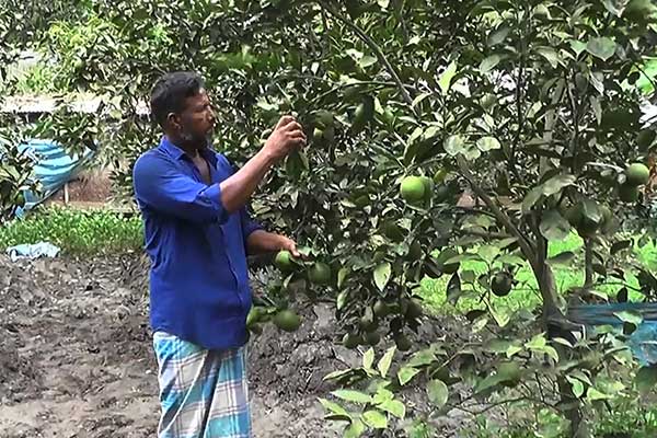 মালটা চাষে ঝুঁকছে বেগমগঞ্জের প্রান্তিক কৃষকরা