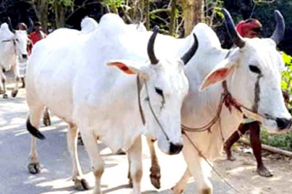 বিএসএফ কর্মকর্তাদের হাতে গরু হয়ে যাচ্ছে বাছুর!