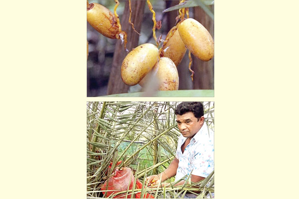 সৌদি খেজুর চাষে কর্মসংস্থানের সম্ভাবনা