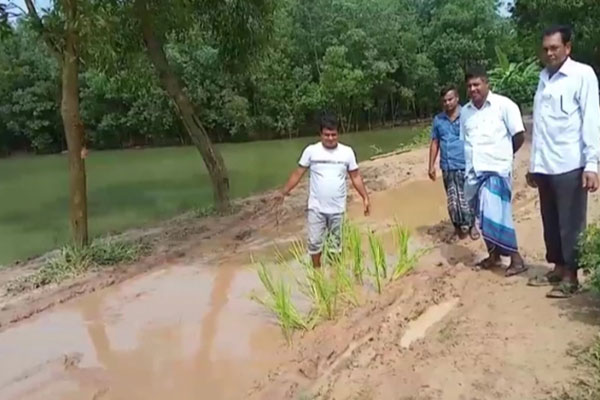 রাস্তায় ধানের চারা লাগিয়ে গ্রামবাসীর প্রতিবাদ!