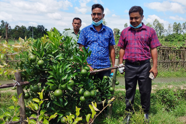 মিশ্র ফলের বাগানে সফল সাহাবুল